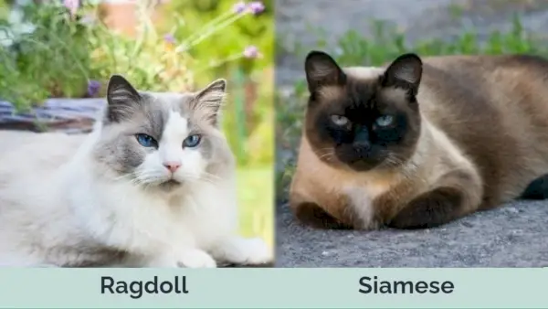 Hepper - Ragdoll vs Siamo greta