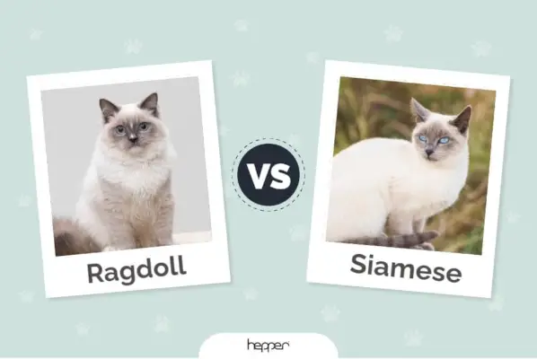 Cheers – Ragdoll vs Siamo funkcija