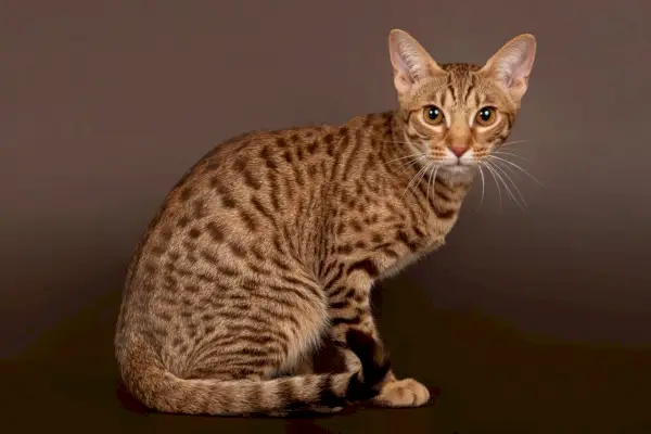 close-up van een ocicat