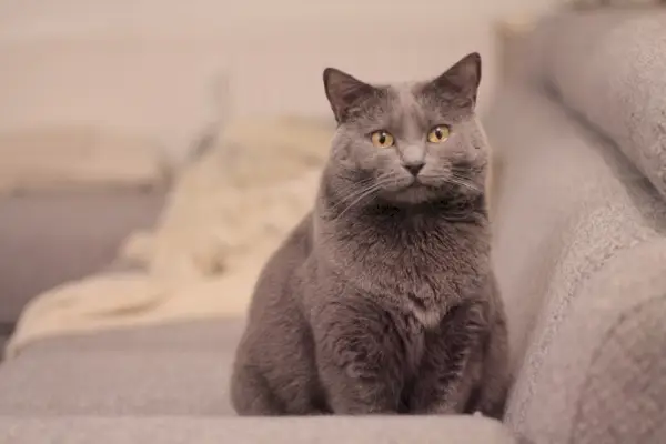 chartreux kat bruin_LucasBouillon_Pixabay