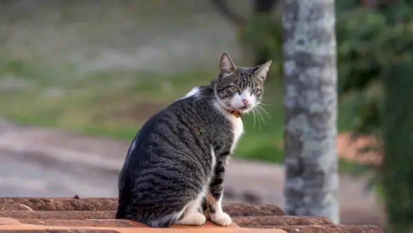 Amerikaanse draadhaar kattenzitting