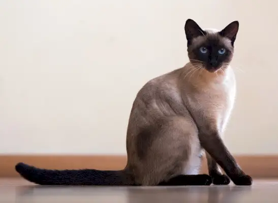 siamese kat, zittend op de vloer