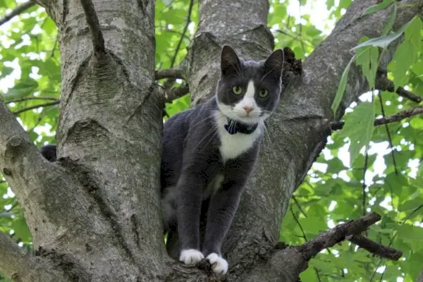 tabby kissa gps-kaulus istuu puunrungon takana