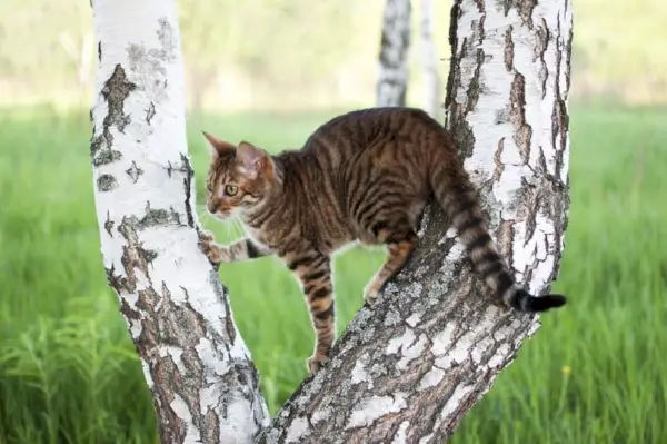 tabby lyhytkarvainen kissa kiipeämässä alas puuhun