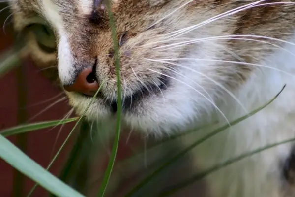 Nahaufnahme einer Katze, die Gras frisst