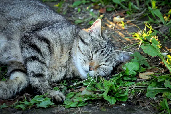 gato oliendo hierba gatera