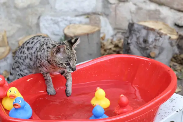 Können Savannah-Katzen schwimmen? Mögen sie Wasser? Rassenpräferenzen und -merkmale