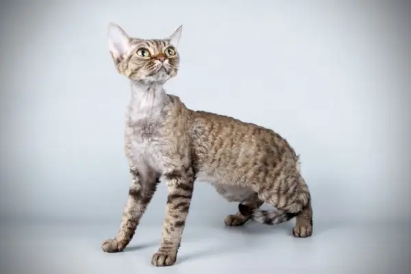 devon rex macska szürke háttérrel