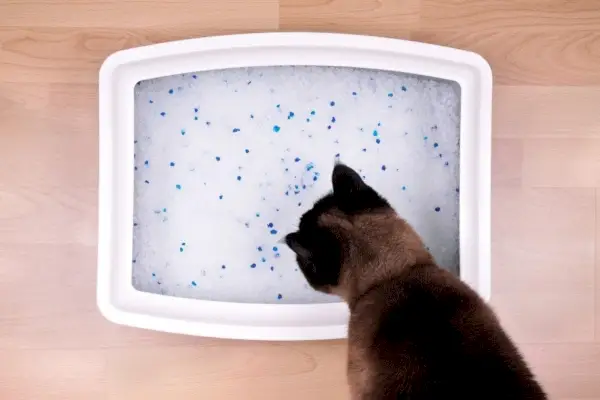 gato mirando cristal en caja de arena ecológica