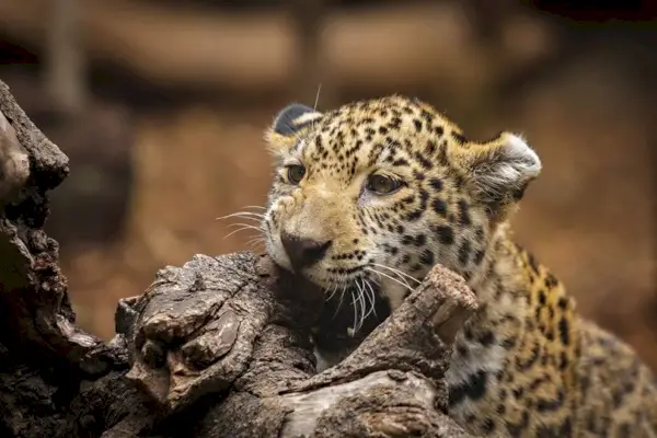 Jaguar Isırığı