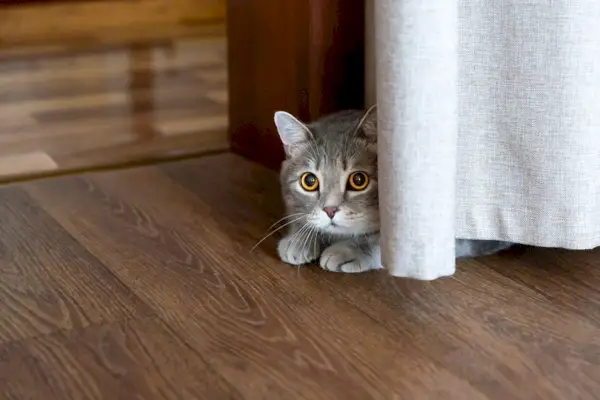 カーテンの後ろに隠れて床に寝そべる猫