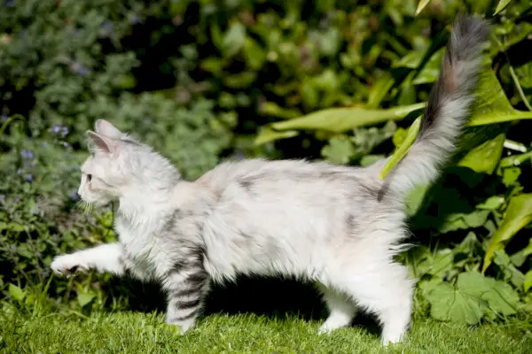 庭で尻尾を上げた白とグレーの縞模様の猫