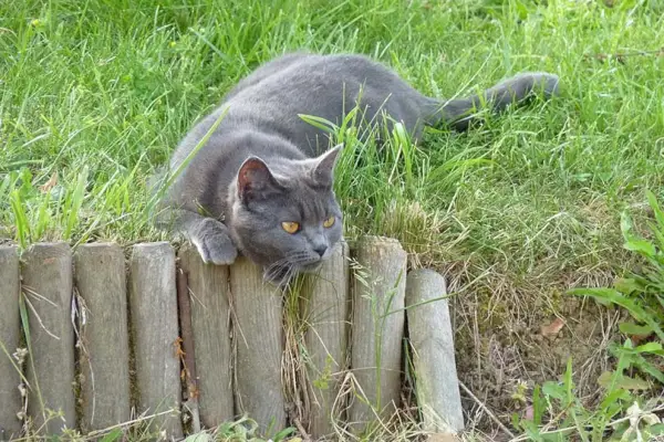 chartreux kat leger udendørs