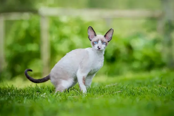 Cornish rex çimenlerin üzerinde