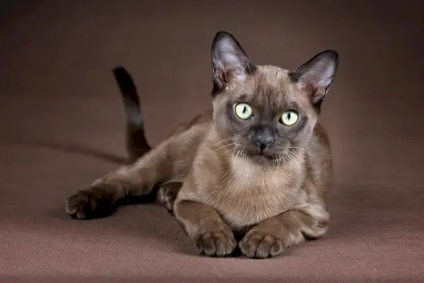 Birman kedisi öne doğru uzanıyor