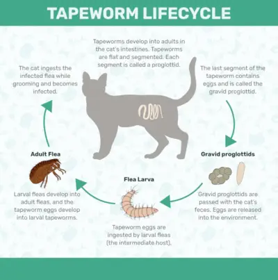 I 4 parassiti e vermi più comuni nei gatti (con immagini)