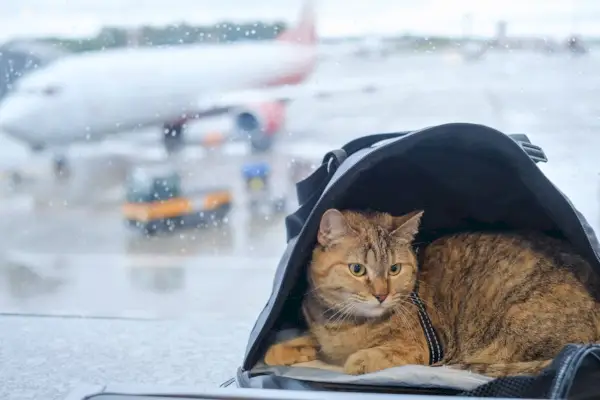 飼い猫は、飛行機の背景にある空港の窓辺のキャリーバッグに座っています。