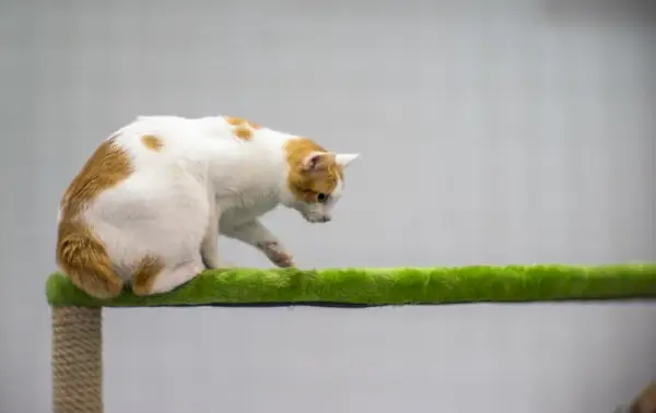 bobtail japonais perché sur un arbre à chat