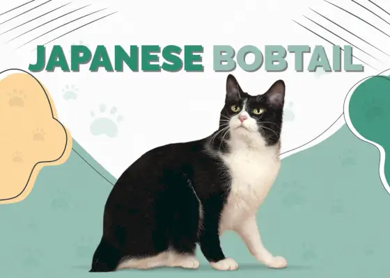 Chat Bobtail japonais