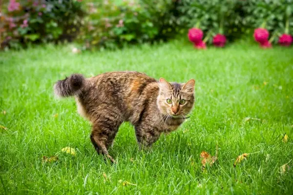 kat løber på grønt græs