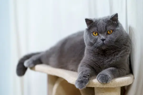 Blaue schottische Faltkatze, die auf dem Kratzbaum faulenzt