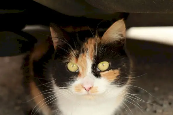 calico ragamuffin katt