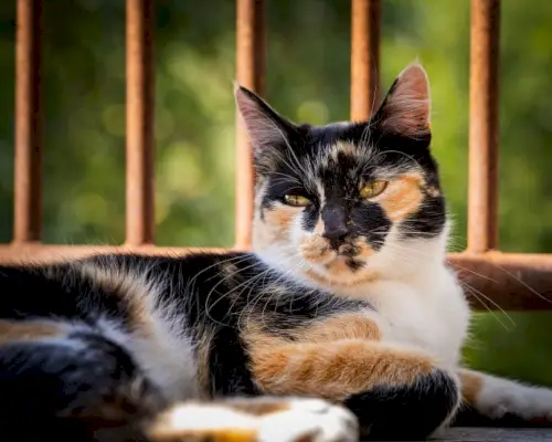 calico katt