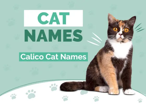 Calico kattnamn