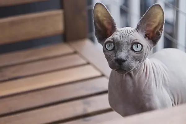 sphynx