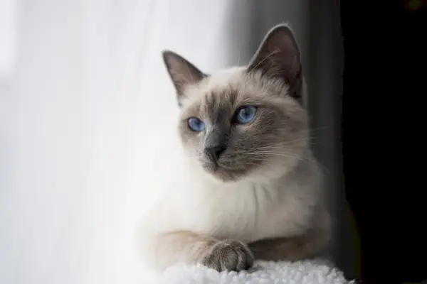 Siamese katt med blå ögon