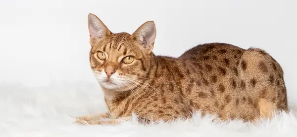 nærbilde Ocicat-katt liggende