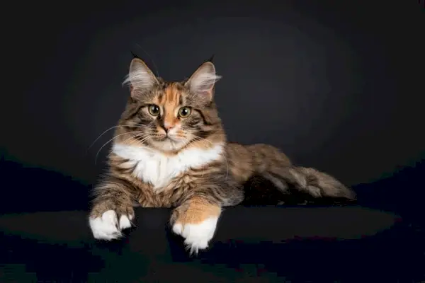 en ung polydactyl tortie Maine Coon katt på en mørk bakgrunn