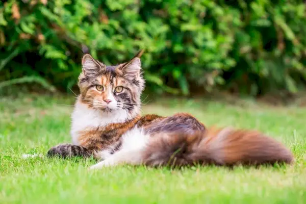 calico maine coon katt liggende på gresset