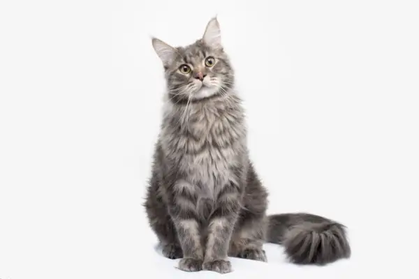 Ticked tabby maine coon_Remark_Anna, Shutterstock