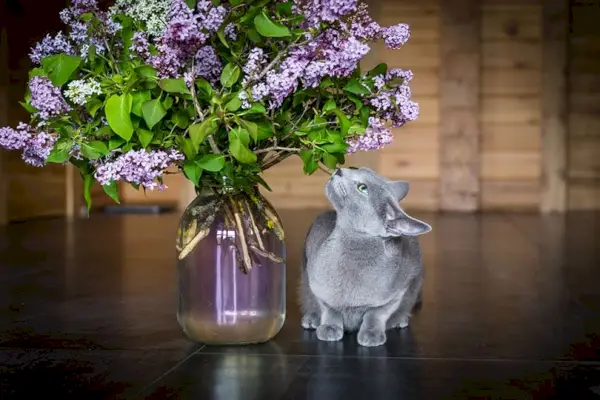 en grå katt som sitter på golvet och nosar på en bukett lila syrener