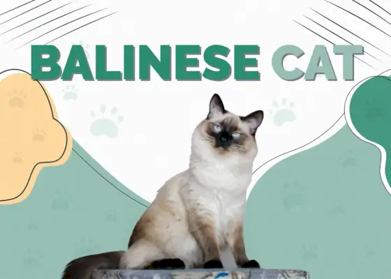 Balinesische Katze