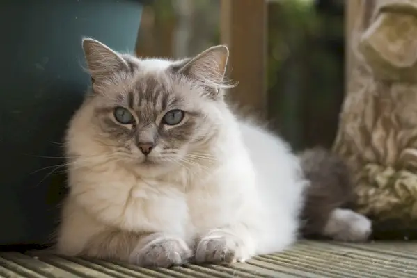 Blue Lynx Ragdoll-Katze sitzt auf Bambusboden