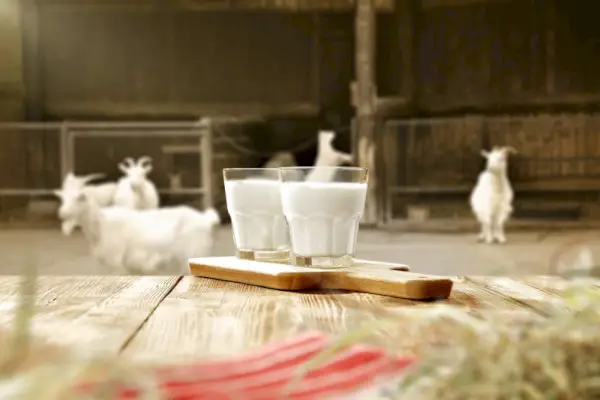 Ziegenmilch auf dem Tisch