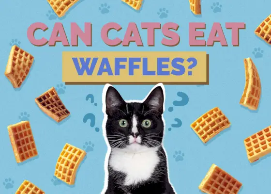 Hepper_Can Cats Eat_Waffles