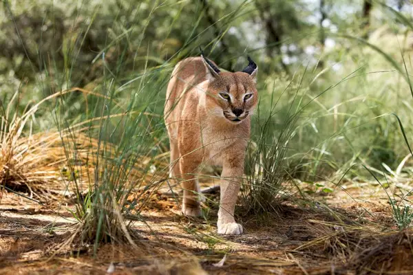 Caracal katt på nära håll