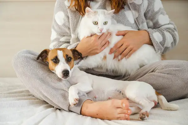 Yatakta otururken beyaz tüylü bir kedi ve Jack Russell Terrier köpeği tutan kadın