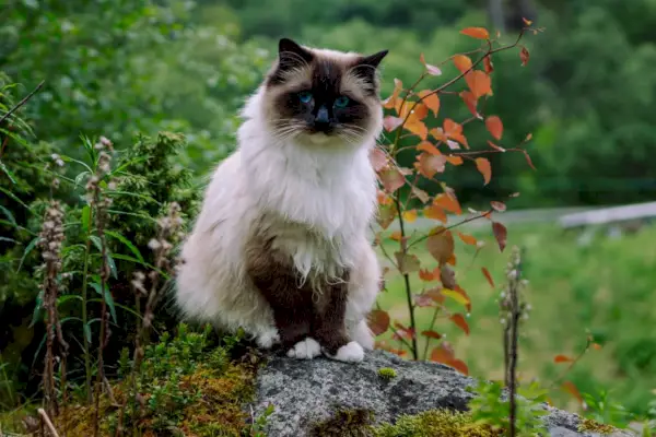 Ragdoll-Katze sitzt draußen