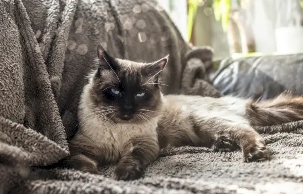 Ragdoll liegt auf der Couch