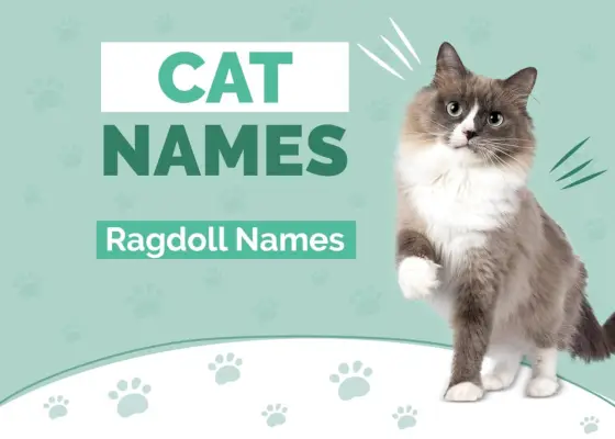 Ragdoll-Katzennamen