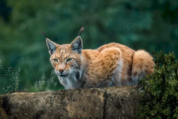 lynx roux au zoo