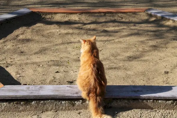 Katze in einem Sandkasten