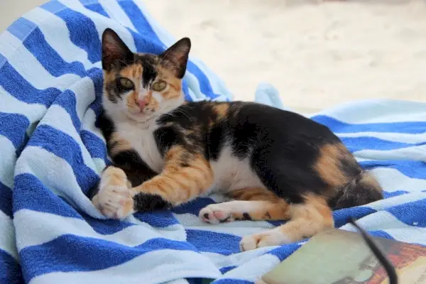 Calico mačka leži na ručniku za plažu