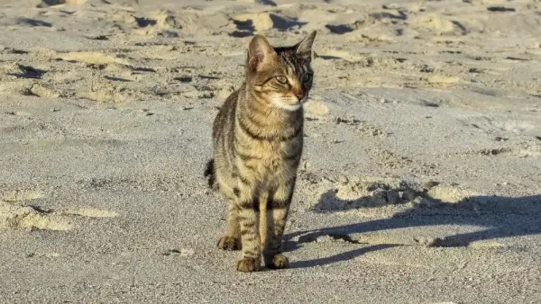 mačka koja stoji na obali uz plažu