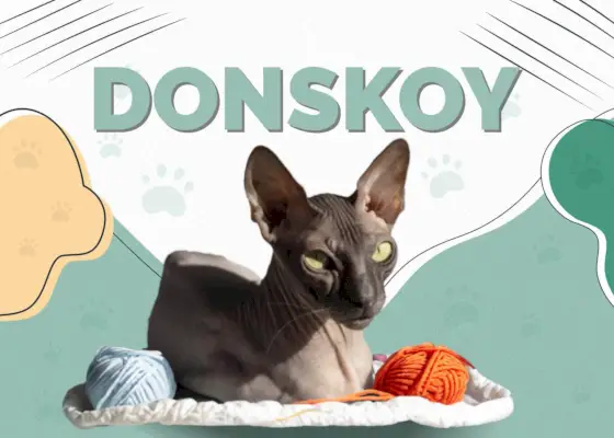 Donskoy Cat: Információk, képek, jellemzők és tények