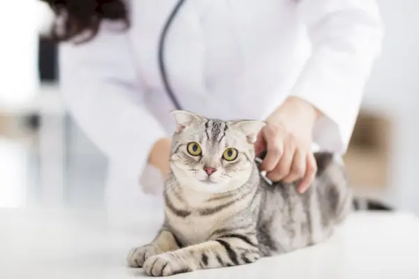 Veterinar care verifică o pisică